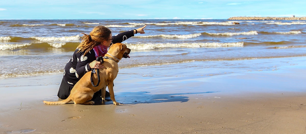 Camper avec un chien 