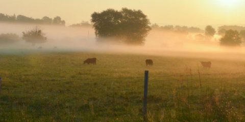 Entre câlinage de vaches et dégustation de vins : les charmes du camping à la ferme