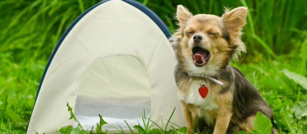 Votre chien vous accompagne en camping ? Faites une check-list séparée pour lui.