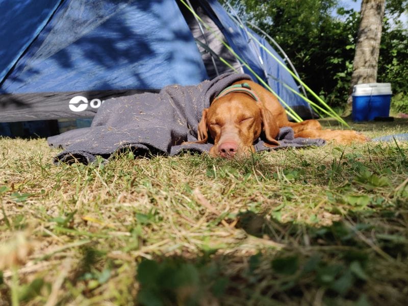 Le chien aussi était fatigué de la route. Une petite sieste dans la tente était bienvenue ...
