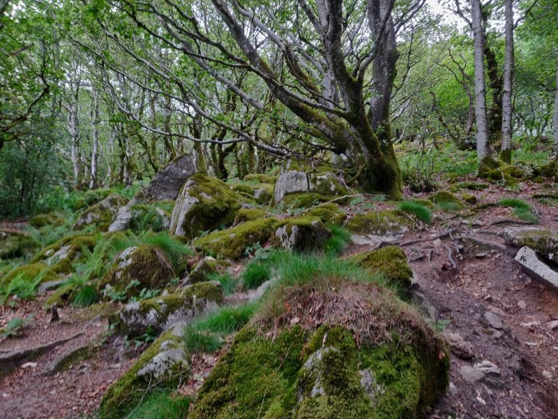 Le chemin vers le Pic du Montalet vaut à lui seul le détour, rien que pour ses hêtres magnifiques et balayés par le vent.