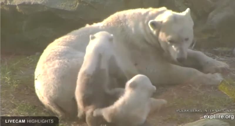 Les ours polaires jumeaux en gros plan.