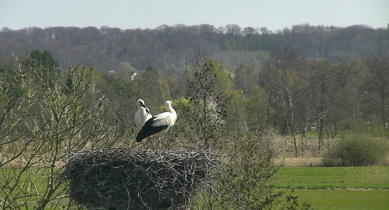 Dans le nid de cigogne d'Erna et Fiete.