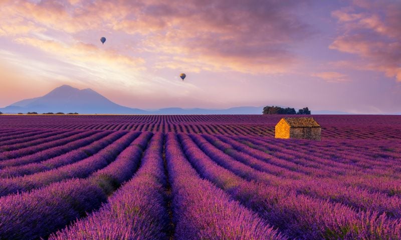 Lavendel in de Provence