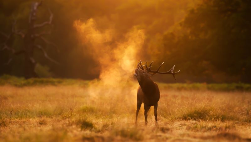 Le brame du cerf dans la forêt