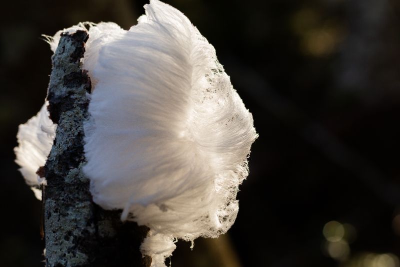 Cheveux de glace en forêt