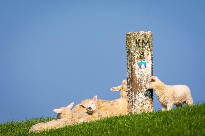 Les agneaux de Texel au printemps