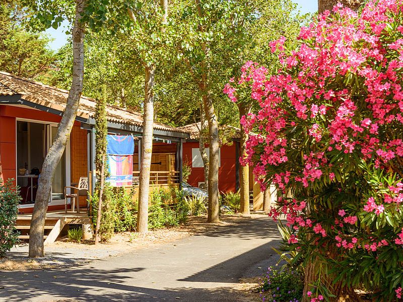 Camping Les Sablons : mobil-homes orange avec serviette de bain en arrière-plan. Grand buisson à fleurs roses au premier plan.