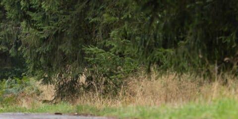 Camper dans les Ardennes pendant l’ACSI FreeLife TestTour