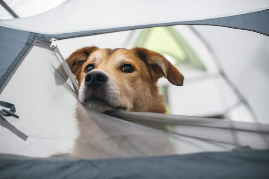 le chien est couché dans une tente